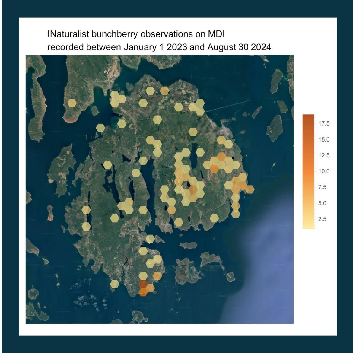 INaturalist bunchberry observations on Mount Desert Island