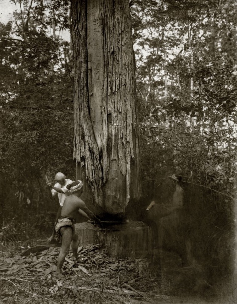 Figure 3: Workers in colonial Burma felling a teak tree (Saha, 2016) 